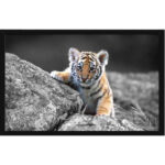 Tiger Cub Framed Poster Multicolor With Frame - 55 x 40 cm