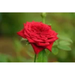 GrandifloraBlooming Rose Organic Vegan Non-Toxic Pet-friendly Soy Candle