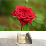 Grandiflora Blooming Rose Organic Vegan Non-Toxic Pet-friendly Soy Scented Candle