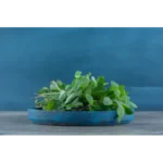 Sacred Basil Organic Vegan Non-Toxic Pet-friendly Soy Candle